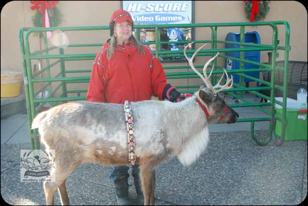 HOLIDAY_LIGHTS_FOR_2017-03_620X415