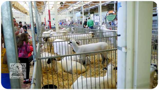 STATE FAIR 2019 - 132-E 620x349