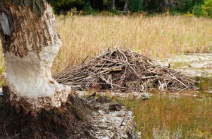 Beaver lodge (den)