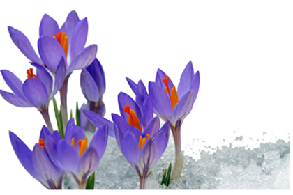 Crocus