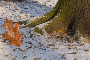 oaktreeleaves_in_spring