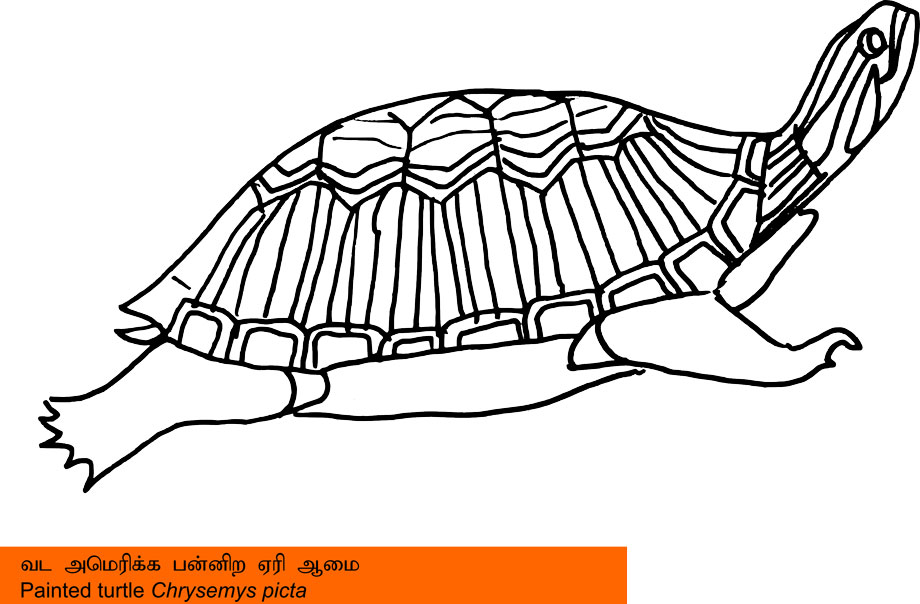 kids_color_it_painted_turtle_2016oct17_920x604