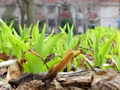 வசந்தத்தின் தொடக்கம் (Spring Equinox)