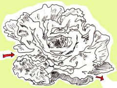 Kids Cabbage Puzzle