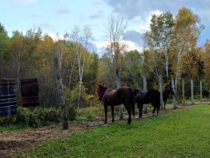 Kathio State Park OCT2020 - 04_620x465