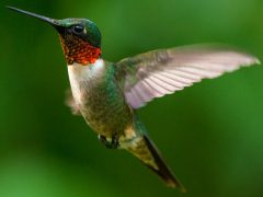 செம்மாணிக்க சிறு கழுத்து தேன் குருவி (Ruby-throated hummingbird (Archilochus colubris))