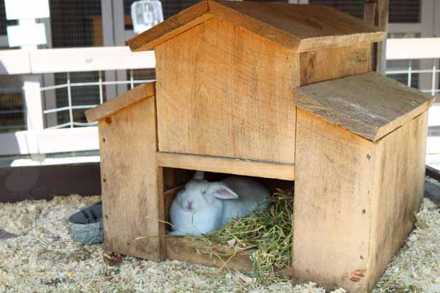 Fawn-Doe-Rosa AUG2021-02_620x413