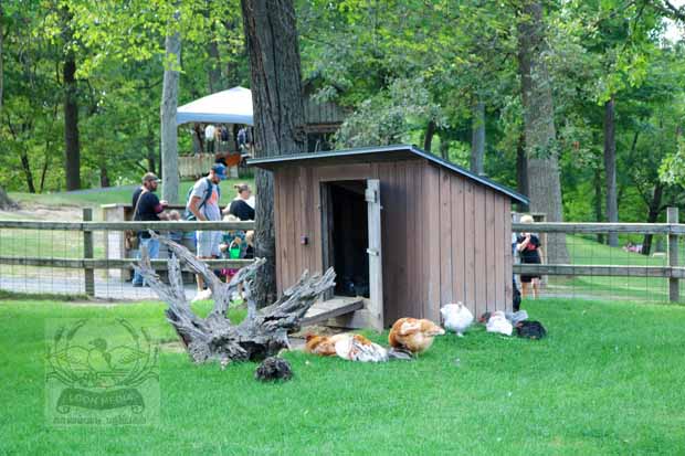 Fawn-Doe-Rosa AUG2021-05_620x413