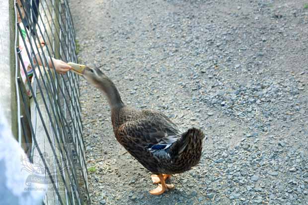 Fawn-Doe-Rosa AUG2021-06_620x413