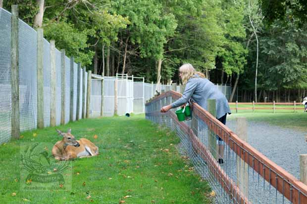 Fawn-Doe-Rosa AUG2021-08_620x413