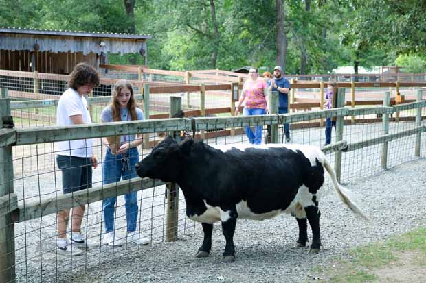 Fawn-Doe-Rosa AUG2021-10_620x413