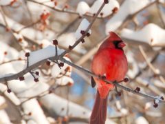 பனியில் கார்டினல் குருவி (Northern Cardinal)