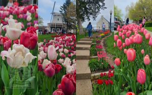 Pella Tulip Festival MAY2023 - 02_620x388