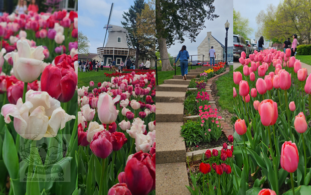 Pella Tulip Festival MAY2023 - 02_620x388