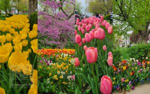 Pella Tulip Festival MAY2023 - 03_620x388