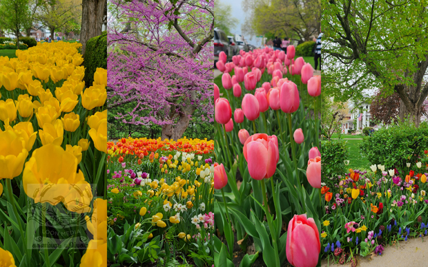 Pella Tulip Festival MAY2023 - 03_620x388