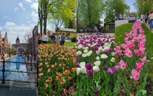 Pella Tulip Festival MAY2023 - 05_620x388
